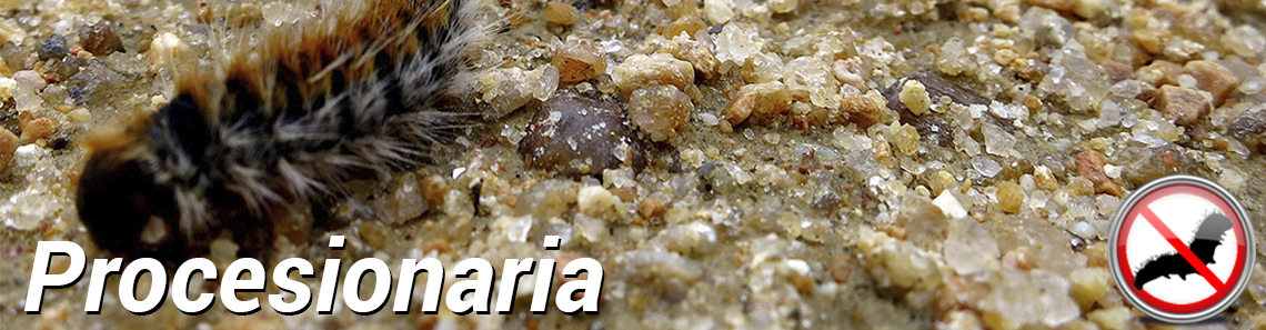 procesionaria/