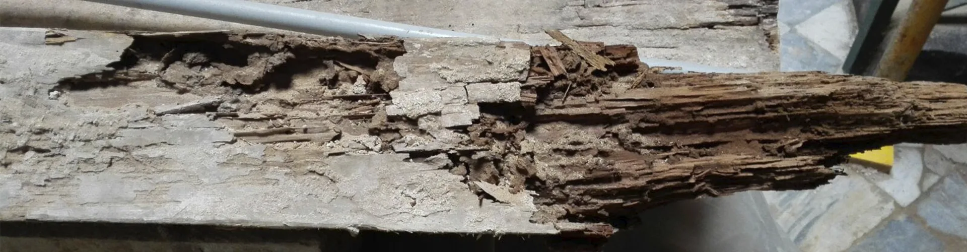 Servicio contra la carcoma/
