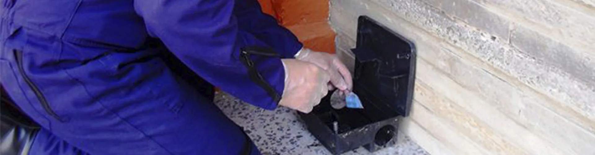 Servicio de desratización