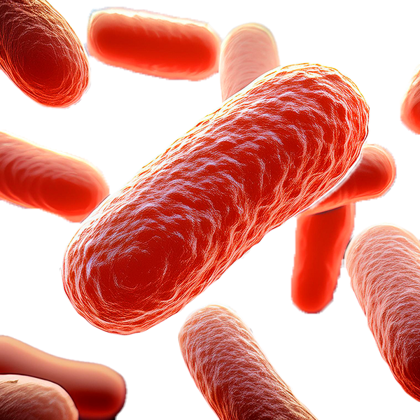 Bacterias