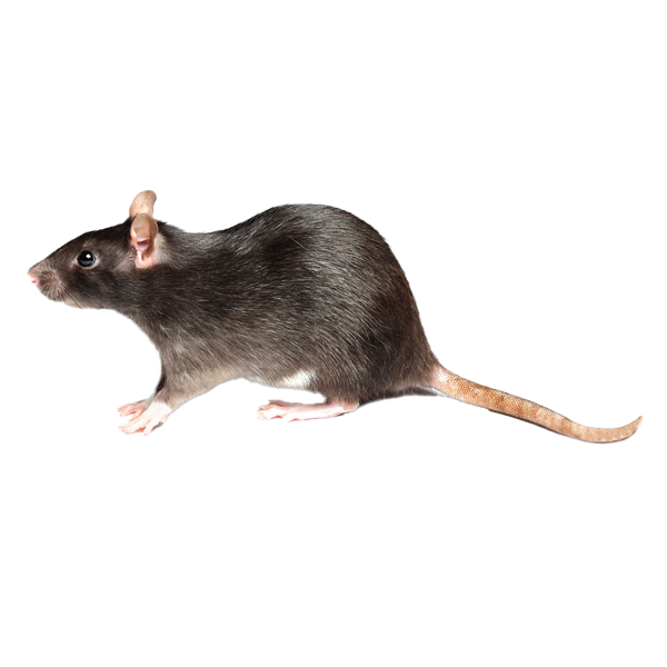 Ratas