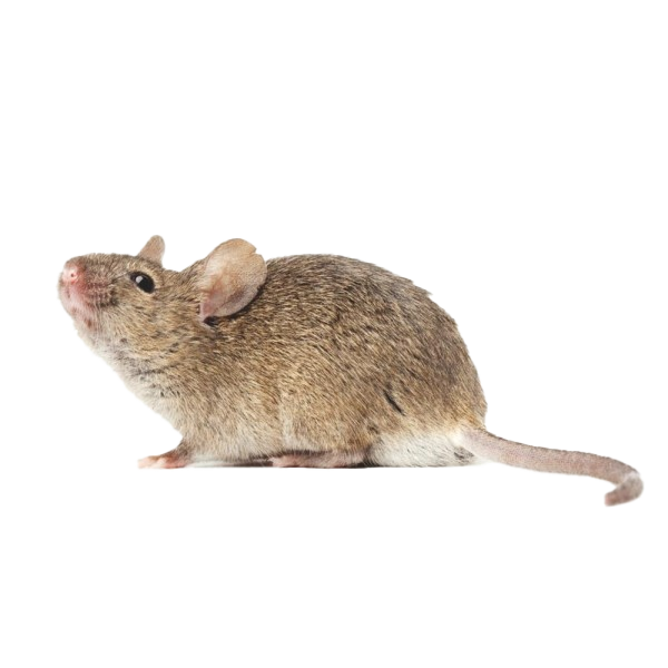 Ratones