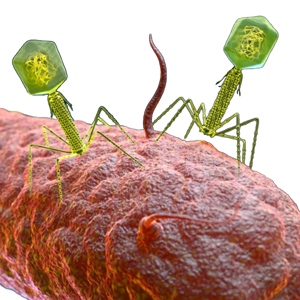 Virus