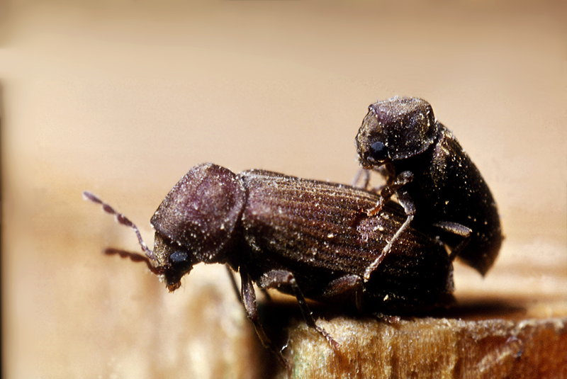 Anobium Punctatum