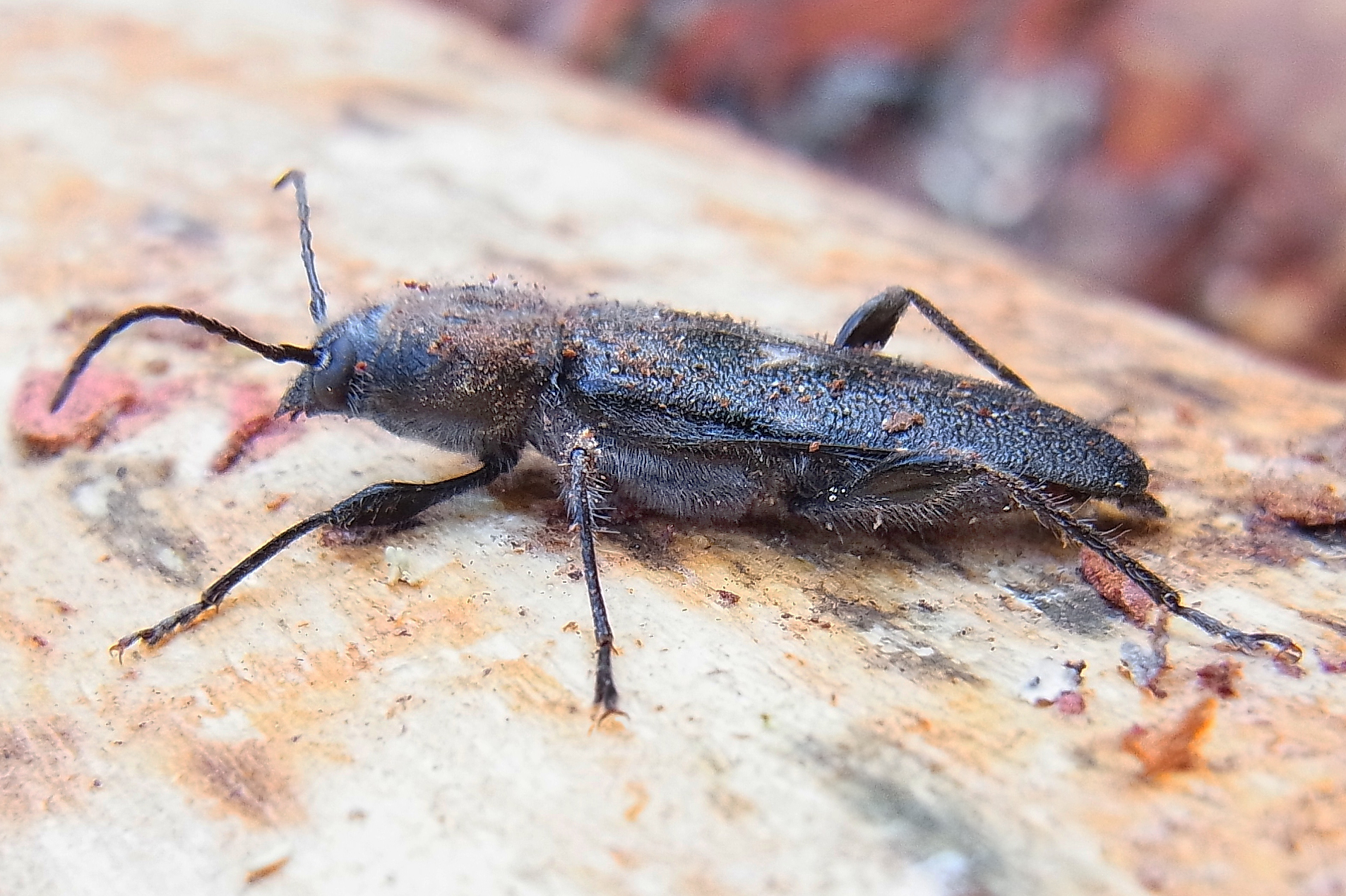 Anobium Punctatum