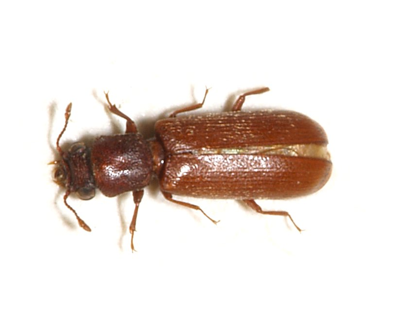 Lyctus brunneus