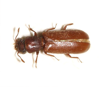 Lyctus brunneus