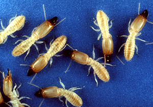 Reticulitermes flavipes