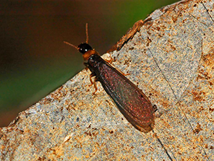 Kalotermes Flavicollis