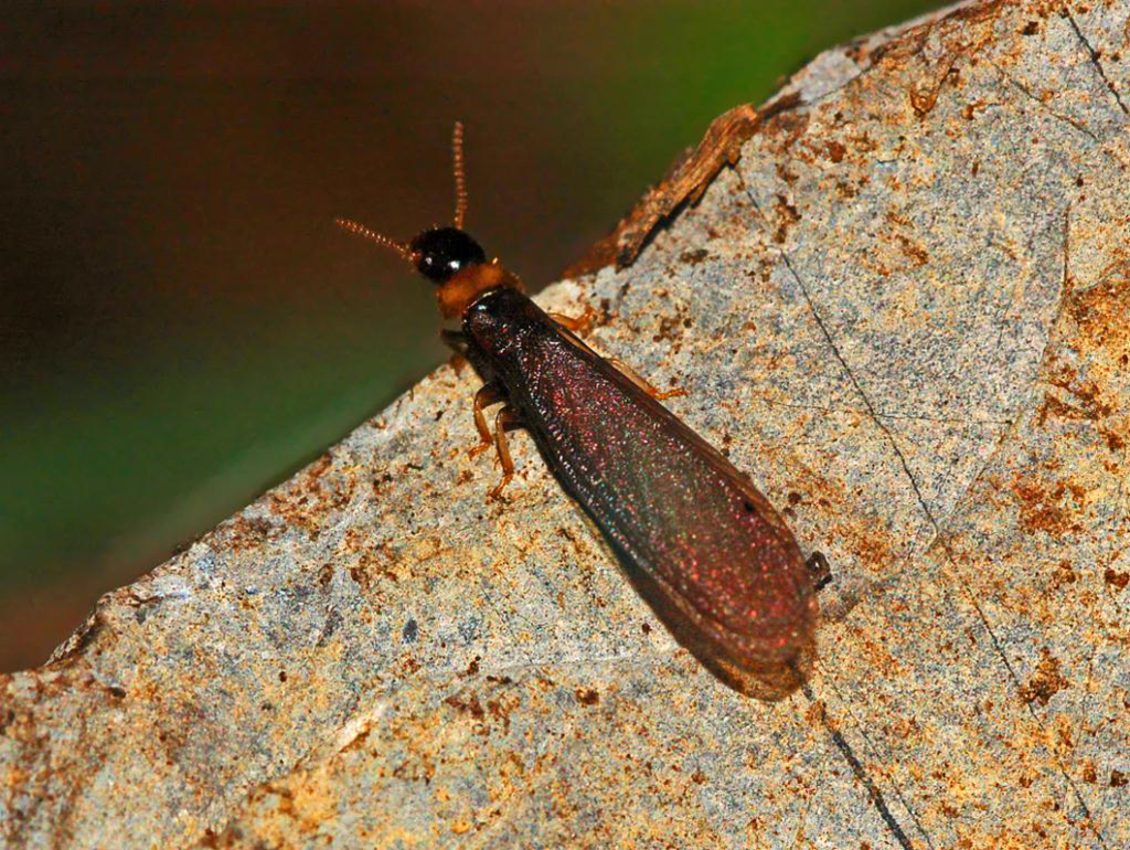 Kalotermes Flavicollis