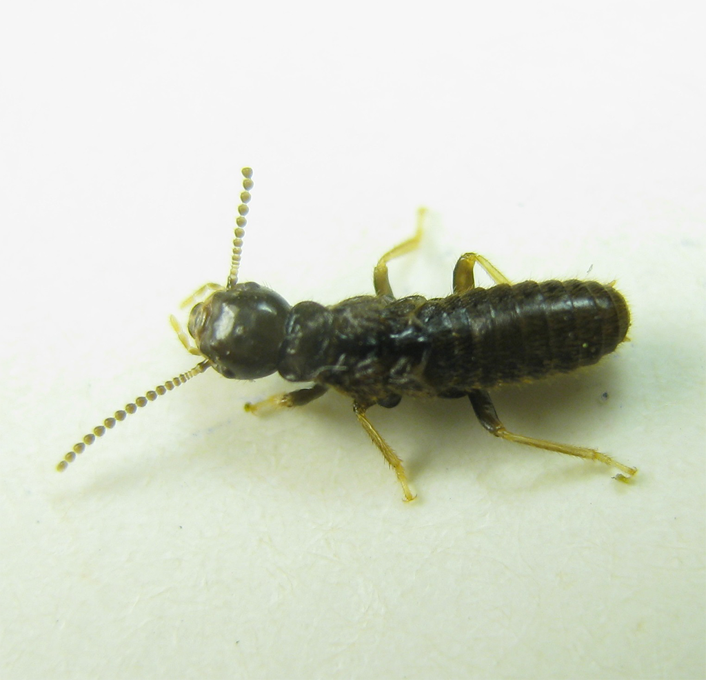 Reticulitermes sp